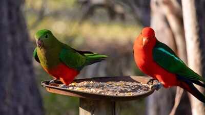 H5N1 Bird Flu: Could your backyard bird feeder be helping spread deadly bird flu? Here’s why experts are warning against feeding wild birds during the H5N1 outbreak