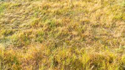Why has Britain's grass turned yellow? Scientists warn about the future of the island after 'driest month ever'