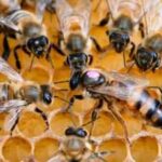 Only three Hawaiian producers meet America’s organic honey framework; scientists say the rules may be unnecessarily strict