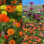 Growing zinnias at home? Here's what to do after they finish blooming