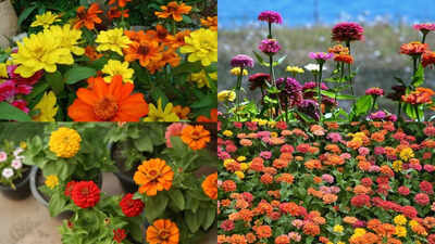 Growing zinnias at home? Here's what to do after they finish blooming