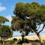 Australia planted eucalyptus trees to fight rising soil salinity; decades later scientists found the plantations were changing groundwater but not the soil nature