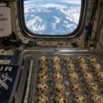 In 1995, Nasa sent 30 fertilised Japanese quail eggs to the Mir space station for 16 days; abnormalities developed in more than four times as many embryos as compared with the Earth ones