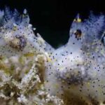 Meet Ho-Yeung Chan, the student who accidentally discovered a new sea slug smaller than a grain of rice