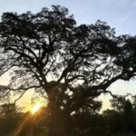 In 1781, a live oak stood beside one of the Revolutionary War’s final major battles; 245 years later, crews are removing old chains that once saved it but are now choking it