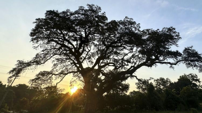 In 1781, a live oak stood beside one of the Revolutionary War’s final major battles; 245 years later, crews are removing old chains that once saved it but are now choking it