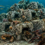 In 1989, UK researchers turned 50 tonnes of coal-fired power station waste into an underwater reef; lobsters and crabs arrived within 3 weeks