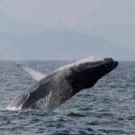 Once hunted to near extinction, Brazil’s humpback whales make a stunning comeback, population surges from just 2,000 to nearly 35,000 in two decades