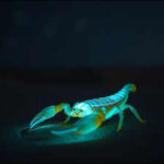 In 1945, an Arizona professor started hunting glowing scorpions at night; decades later his laboratory had become a major centre for venom research