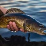 In 2018, scientists began removing about 285,000 fish from Wisconsin's McDermott Lake; 4 years later yellow perch were up 788%, but walleye recruitment was still zero