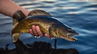In 2018, scientists began removing about 285,000 fish from Wisconsin's McDermott Lake; 4 years later yellow perch were up 788%, but walleye recruitment was still zero
