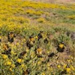 California had 2.34 million acres covered by a toxic yellow weed until tiny Australian beetles fought back and reduced it by 99% within a decade