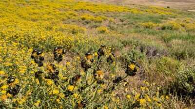 California had 2.34 million acres covered by a toxic yellow weed until tiny Australian beetles fought back and reduced it by 99% within a decade