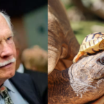 CNN founder Ted Turner’s New Mexico ranch helped save North America’s rarest large tortoise, growing its population from 30 to about 800