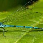 Nearly 70 years after Tucson's Santa Cruz River ran dry, 2.8 million gallons of reclaimed water began flowing daily; within 4 months, 37 dragonfly and damselfly species were recorded