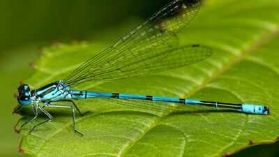 Nearly 70 years after Tucson's Santa Cruz River ran dry, 2.8 million gallons of reclaimed water began flowing daily; within 4 months, 37 dragonfly and damselfly species were recorded