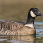 In 1975, fewer than 800 Aleutian cackling geese remained; fox removal and habitat protection helped the population rebound to around 200,000, and regulated hunting later returned