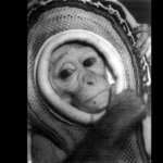 In 1960, Nasa launched rhesus monkey Miss Sam on a Mercury escape test, reaching 1,800 mph before she landed safely in the Atlantic