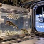 In 1992, Nasa put live frogs and their eggs aboard the Space Shuttle; the eggs were fertilised and developed in microgravity
