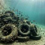 In 1994, researchers in California and Arizona turned discarded tyres into underwater reefs and found 20 times more fish in concrete canals