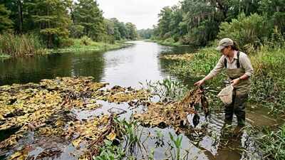 In 2001, scientists released 880 tiny weevils against a weed choking Texas waterways; by 2003, giant salvinia had almost disappeared