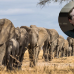 In 2013, Microsoft co-founder Paul Allen put $7 million into counting Africa's elephants; the two-year survey found just 352,271 across 18 countries and exposed a devastating decline