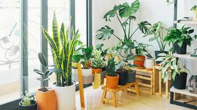 15 houseplants linked to cleaner indoor air: NASA’s 1989 study put these common plants on the map, here’s what each one may help remove from your home