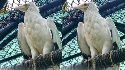 Jatayu may finally find love after spending more than 20 years alone at Delhi Zoo; authorities in talks with two zoos to find a suitable mate for ageing Egyptian vulture