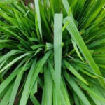 10 medicinal plants and flowers that can be easily grown in your balcony