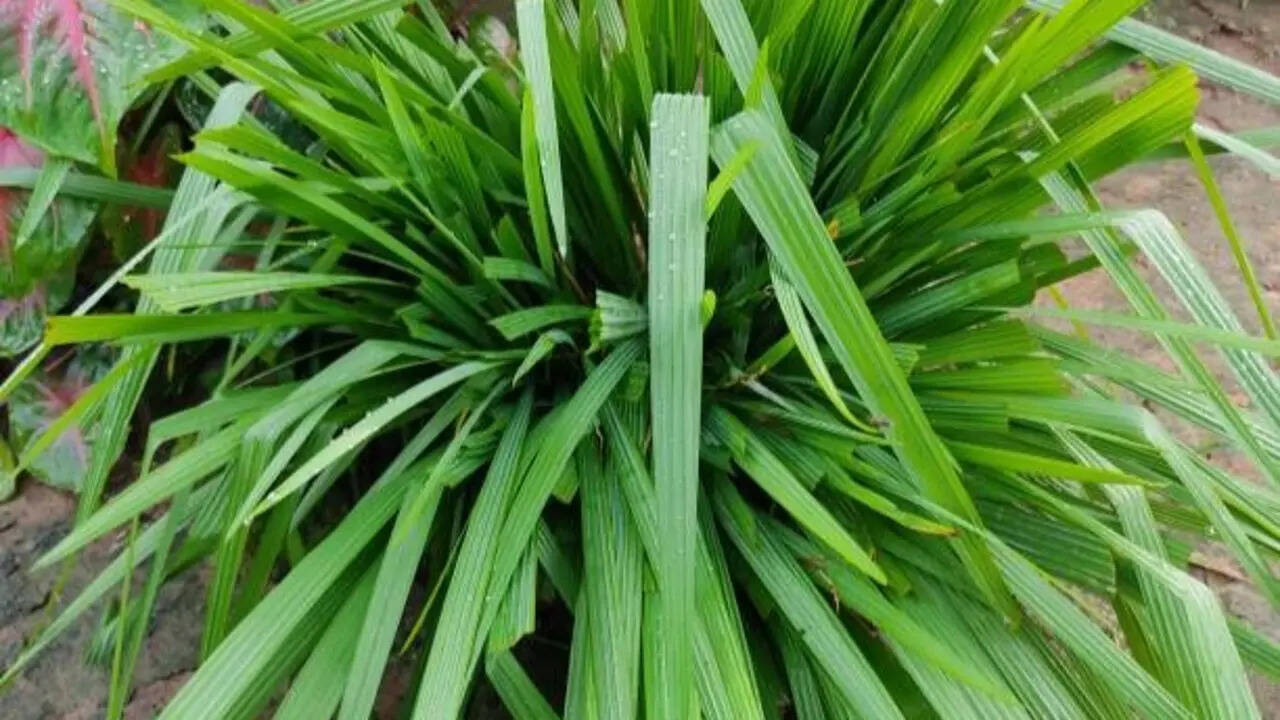 10 medicinal plants and flowers that can be easily grown in your balcony