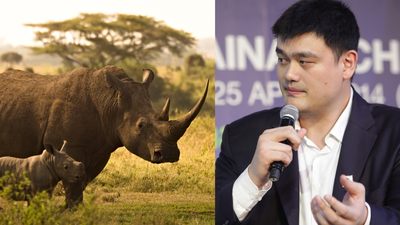 NBA star Yao Ming saw elephants and rhinos killed for ivory and horns; he later became a leading wildlife conservation campaigner in China