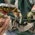 New England has battled invasive green crabs for more than 200 years; now people are eating the destructive species in a bid to protect shellfish, wetlands and coastal ecosystems