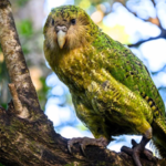 New Zealand’s world’s heaviest parrot was on the brink with only 51 birds left; now after decades of intensive conservation by wildlife experts, its population has surged to 325
