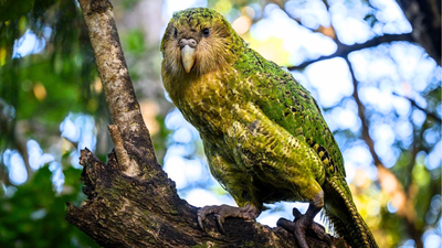 New Zealand’s world’s heaviest parrot was on the brink with only 51 birds left; now after decades of intensive conservation by wildlife experts, its population has surged to 325