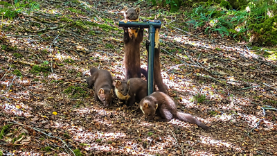 Pine martens vanished from England for a century; locals built den boxes and set up cameras to track their return, now four kits have been spotted