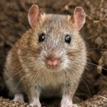 In 2011, up to 30,000 rats were eradicated from Palmyra Atoll; five years later native tree seedlings jumped from fewer than 150 to more than 7,700