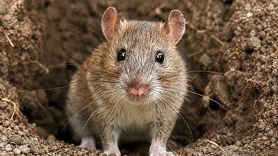 In 2011, up to 30,000 rats were eradicated from Palmyra Atoll; five years later native tree seedlings jumped from fewer than 150 to more than 7,700