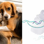 Researchers edited 25 beagle embryos to remove a major dog allergen; two pups born in 2024 produced no detectable Can f 1 and did not trigger one allergic founder’s skin-prick test