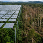 Scientists covered an Amazon rainforest plot with 6,000 panels to block half its rain; large trees died and biomass fell by a third