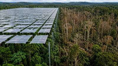 Scientists covered an Amazon rainforest plot with 6,000 panels to block half its rain; large trees died and biomass fell by a third