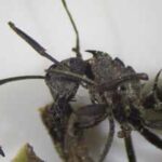Scientists found a fungus that turns ants into ‘zombies’, forcing them to bite leaves and die so the parasite can spread