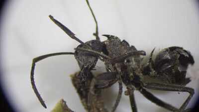 Scientists found a fungus that turns ants into ‘zombies’, forcing them to bite leaves and die so the parasite can spread