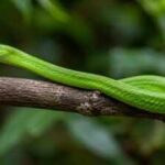 Scientists rediscover a ‘ghost’ green mamba hidden in a Polish museum for decades after its 1885 discovery