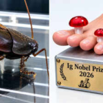 Scientists studied cockroach milk and won an Ig Nobel Prize for it; crystals inside contain a dense store of nutrients