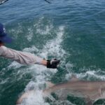 Jaws’ territory is now a great white nursery: 18 young sharks found off New York’s Hamptons as scientists investigate why they keep returning