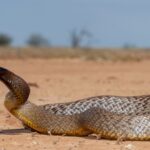 1950: Kevin Budden, a 20-year-old photographer, was dying from a taipan snake bite when he insisted the snake be saved; five years later, its venom helped save a boy’s life