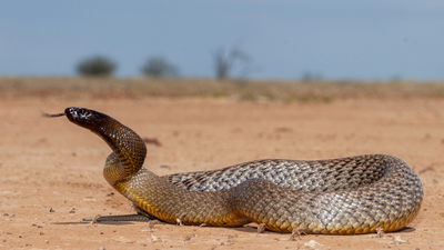 1950: Kevin Budden, a 20-year-old photographer, was dying from a taipan snake bite when he insisted the snake be saved; five years later, its venom helped save a boy’s life