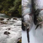 From 1915 to 1972, Mount Rainier stocked more than 9 million fish into naturally fishless waters; today 35 mountain lakes still hold breeding non-native populations that displace amphibians and alter ecosystems